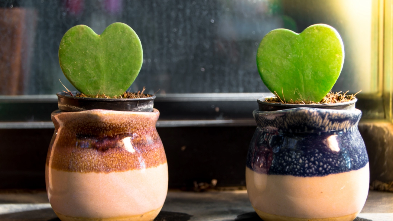 Tendencias sostenibles en film retráctil al por mayor